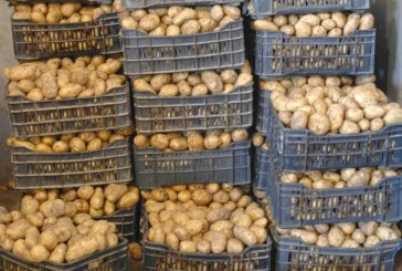 الجامعة الوطنية للبطاطا: ‘توقعات بإنتاج 250 ألف طن وتخوّفات من عمليات الخزن’