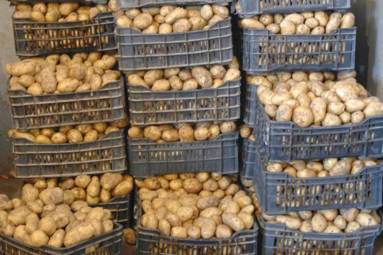 الجامعة الوطنية للبطاطا: ‘توقعات بإنتاج 250 ألف طن وتخوّفات من عمليات الخزن’