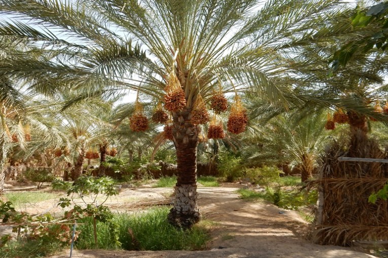 توزر: ظهور فطريات في عدد من أشجار النخيل