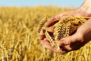 وزارتا الفلاحة والتجارة تعلنان الترفيع في أسعار الحبوب