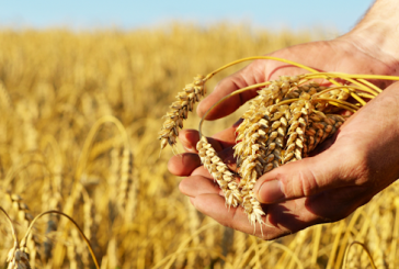 وزارتا الفلاحة والتجارة تعلنان الترفيع في أسعار الحبوب