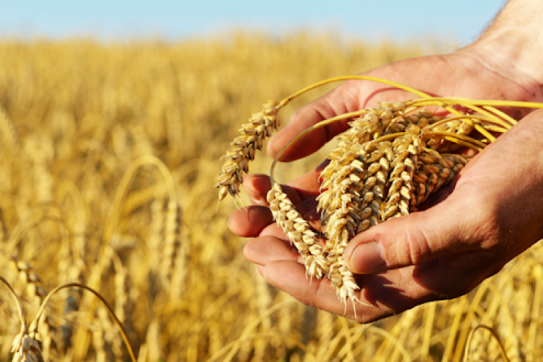 وزارتا الفلاحة والتجارة تعلنان الترفيع في أسعار الحبوب