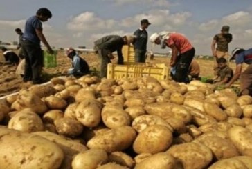 منتجو البطاطا يدعون سلط الإشراف للإعلان عن برنامج الخزن التعديلي قبل غرّة جوان حماية للصابة
