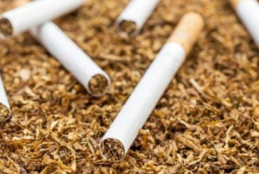 نحو رفع الإنتاج الوطني من التبغ إلى 3 آلاف طنّ سنويّا