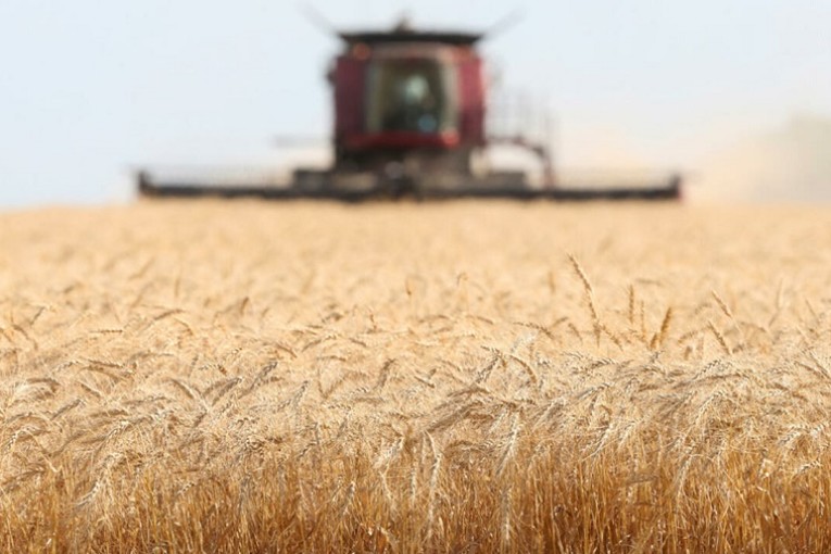 قفصة: ارتفاع في صابة القمح بـ15 ألف قنطار مقارنة بالموسم الفارط