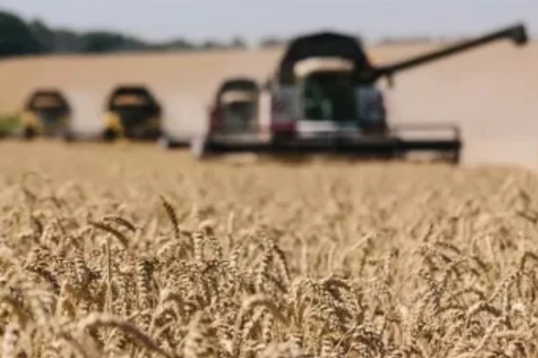 تراجع تقديرات صابة الحبوب بولاية سيدي بوزيد