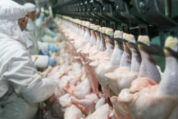 اصحاب مذابح الدواجن يدعون الى تفعيل المجامع المهنية تحسبا لتراجع الانتاج مع موفى جوان