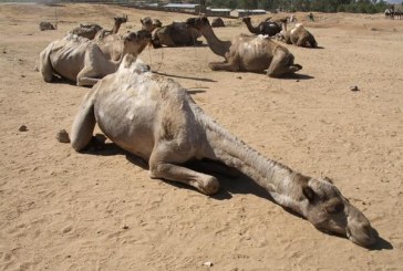 تطاوين: نفوق عدد من الإبل بشكل مفاجىء يثير ذعر المربين