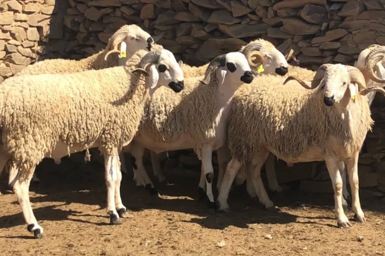 مشروع تونسي إيطالي لتثمين منظومة تربية الماشية بتطاوين