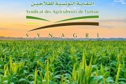 نقابة الفلاحين: تراجع دخل الفلاحين وتهميش الفلاحة ينذر بإفلاس أكثر من منظومة ويهدد قوت الشعب والسيادة الغذائية