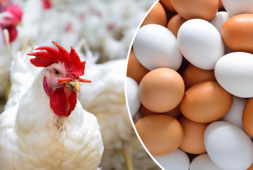 وزير الفلاحة: لا زيادة في سعر البيض واللحوم ولكن..