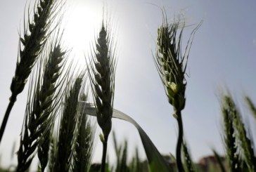 مصر تحظر تداول القمح المحلي حتى نهاية أوت
