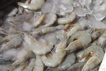 كانت متّجهة لعدد من النزل في طبرقة: حجز 1300 كغ من الجمبري الفاسد بقيمة 20 ألف دينار