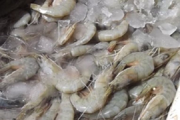 كانت متّجهة لعدد من النزل في طبرقة: حجز 1300 كغ من الجمبري الفاسد بقيمة 20 ألف دينار