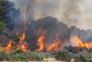 باجة :حريق جبل المرة أتى على 156 هكتارا وصعوبات في إطفائه رغم استعمال الطائرة