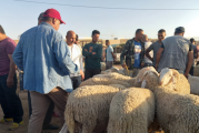 تزامنا مع اقتراب عيد الاضحى: إقرار تكثيف مراقبة أسواق بيع الدواب بسيدي بوزيد