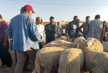 تزامنا مع اقتراب عيد الاضحى: إقرار تكثيف مراقبة أسواق بيع الدواب بسيدي بوزيد