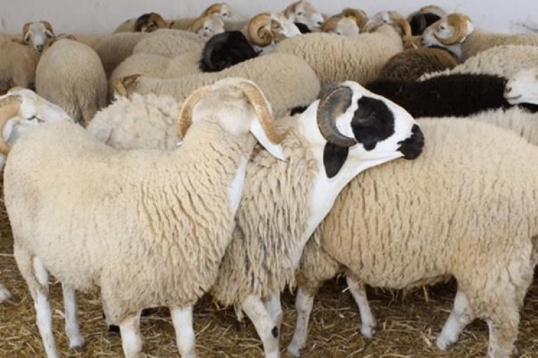 سيدي بوزيد: ارتفاع أسعار الأضاحي بقيمة تتراوح بين 100 و 150 دينارا