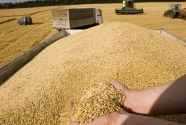 مسؤول أوكراني: روسيا نهبت 500 ألف طن من القمح