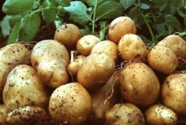 قفصة : تقديرات بإنتاج 10 آلاف طنّ من البطاطا الفصلية خلال الموسم الحالي