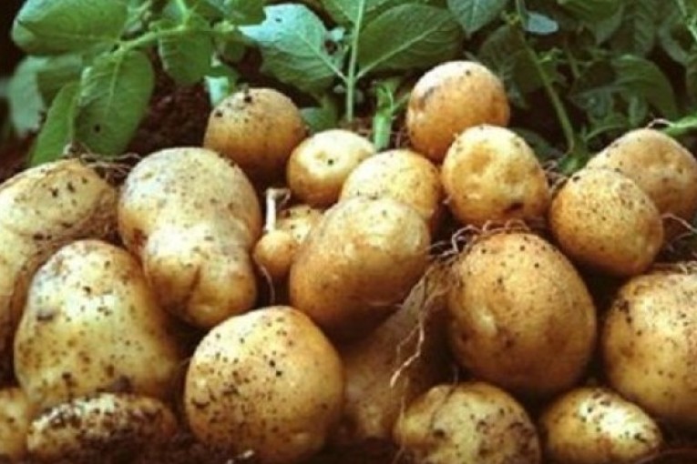 قفصة : تقديرات بإنتاج 10 آلاف طنّ من البطاطا الفصلية خلال الموسم الحالي