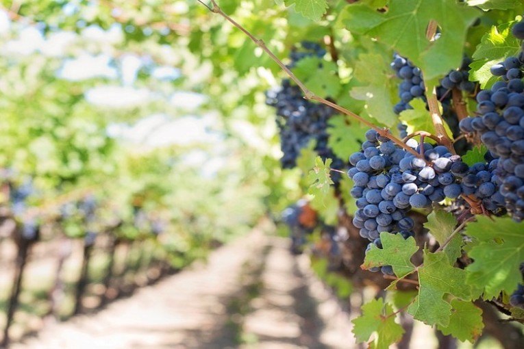 نابل: الفلاحون المنتجون للكروم يشتكون عديد الصعوبات وتوقعات بزيادة بـ20% في الإنتاج