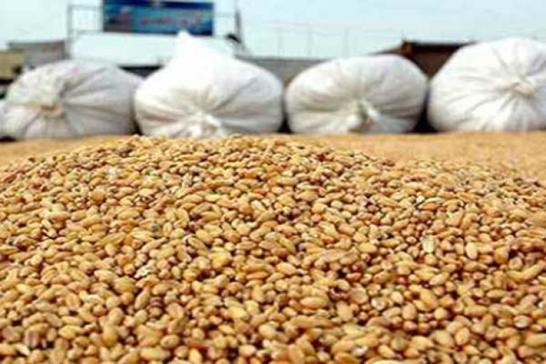 وزير الفلاحة: سنحقق الاكتفاء الذاتي من القمح الصلب بداية من السنة القادمة