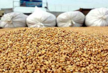 القيروان: حجز 7،5 طن من القمح الصلب وتحرير محضر من أجل المضاربة غير المشروعة