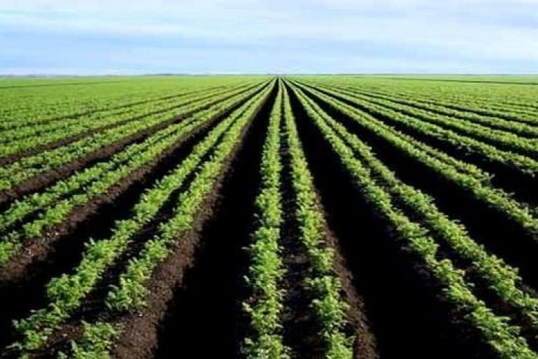 تونس تخطّط لإعادة تأهيل 15 ألف هكتار من الأراضي الفلاحية