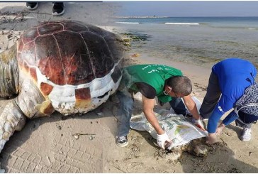 سوسة: إرجاع سلحفاة بحرية إلى محيطها الطبيعي بعد إسعافها ومداواتها