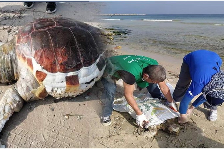 سوسة: إرجاع سلحفاة بحرية إلى محيطها الطبيعي بعد إسعافها ومداواتها