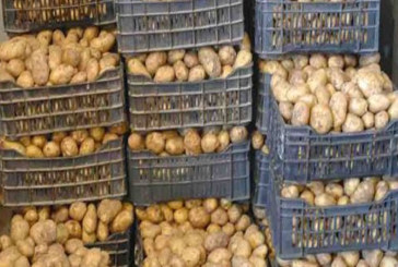 تزامنا مع ذروة الإنتاج في بعض المواد الفلاحية والغذائية: توصيات من وزارة التجارة لتنظيم شفافية عمليات الخزن