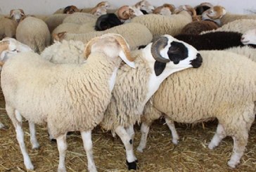 سيدي بوزيد: ارتفاع في أسعار الأضاحي بين 100 و150 دينار مقارنة بالسنة الماضية