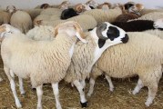 بمناسبة عيد الإضحى: شركة اللحوم تعرض خرفانا للبيع بسعر يتراوح بين 500 و850 دينارا