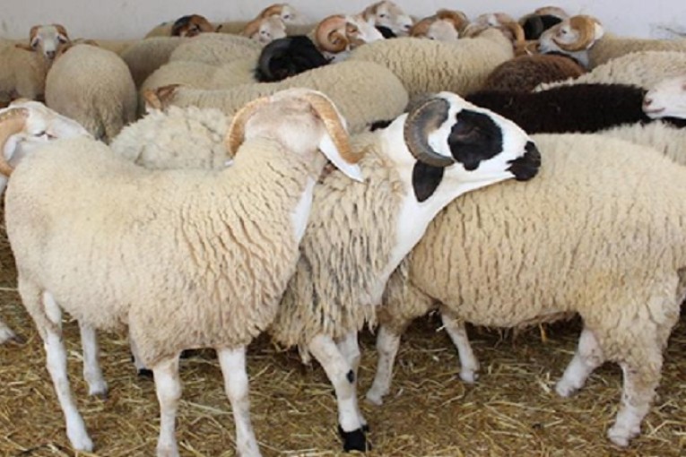 بمناسبة عيد الإضحى: شركة اللحوم تعرض خرفانا للبيع بسعر يتراوح بين 500 و850 دينارا