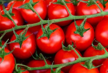 سيدي بوزيد: توقعات بتراجع إنتاج الطماطم الفصلية المعدة للتحويل
