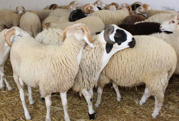 وزير الفلاحة : أسعار الأضاحي ستكون معقولة