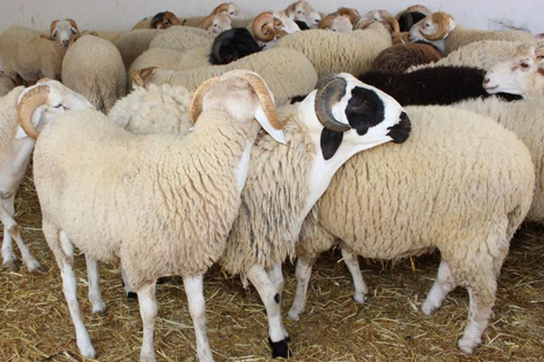 وزير الفلاحة : أسعار الأضاحي ستكون معقولة