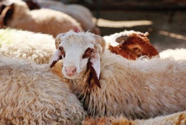 دائرة الإنتاج الحيواني في سليانة: عدد الأضاحي في الجهة يبلغ 129 ألفا و 428 رأسا