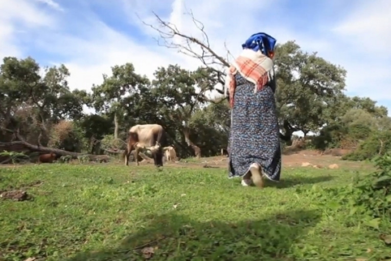 سليانة: بعث منصة الكترونية لفائدة نساء المجامع الفلاحية