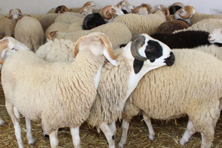 بن عروس: إقبال ضعيف على نقاط بيع أضاحي العيد