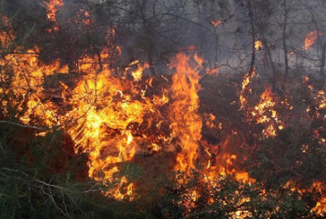 اندلاع حريق بغابات ”جرادو” بساقية سيدي يوسف