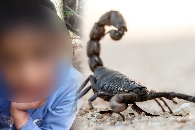 حاجب العيون: وفاة طفلة بلدغة عقرب ومطالب لرئيس الدولة بحماية أطفال الأرياف