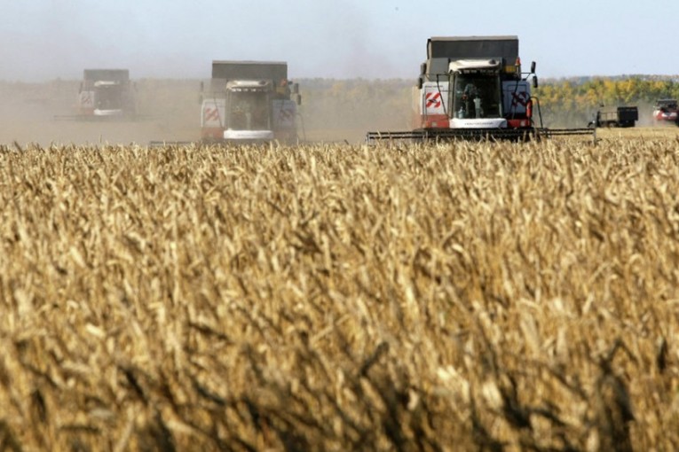 بن عروس: نسبة تقدم موسم الحصاد تجاوزت الـ95 بالمائة