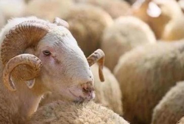 الكاف: وفرة في عدد الأضاحي وتباين في الأسعار المتداولة