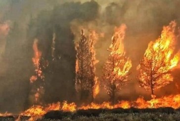 الفحص: حريق جبل منصور يأتي على 200 هكتار من الأشجار الغابية