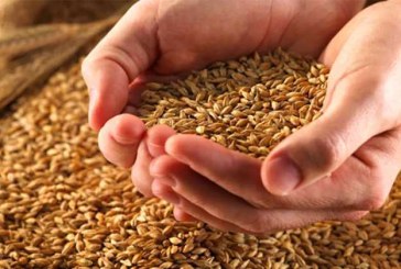 وزارة الفلاحة تعلن عن توفير الشعير المراقب المعدّ للبذر بسعر 100 د/ق
