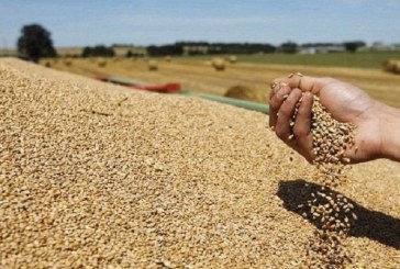 إلى حدود 28 جوان: تونس جمعت 5.3 مليون قنطار من الحبوب وسط ارتفاع يقارب 3%