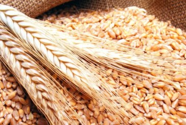 تونس تجمع 6.7 مليون قنطار من الحبوب