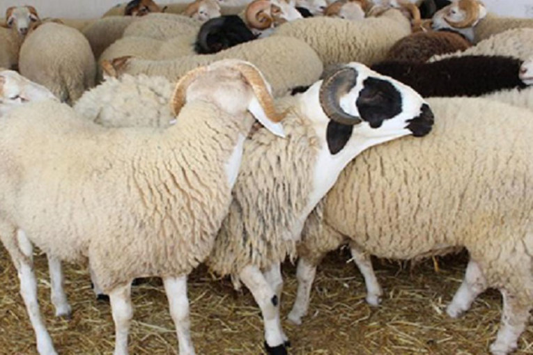 رئيسة الحكومة: ‘عملنا على توفير أضاحي العيد بأعداد كافية وأسعار مقبولة’